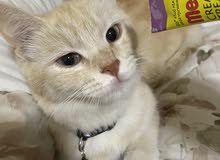 شيرازيه أليفه Persian pet شيرازيه أليفه Persian pet