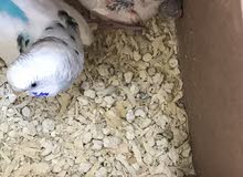 Breeding budgie pair for sale Aed 200 Breeding budgie pair for sale Aed 200