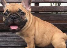 male french bulldog 7 months