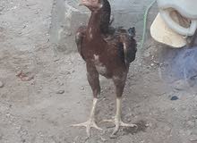 دجاجه هنديه وديج بصحه جيده دجاجه هنديه وديج بصحه جيده