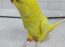 متوه صفراء للبيع yellow parrot for sale متوه صفراء للبيع yellow parrot for sale