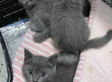 4 kittens for adoption