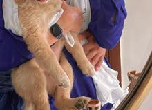 كلبة جولدن ريتريفر 3شهور وواخدة كل التطعيمات ومعاها دفتر التطعيمات