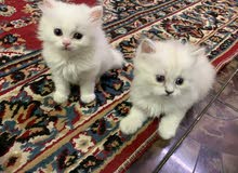 ثلاث قطط شيرازي