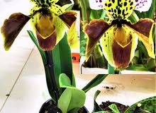 شتلات أركيد بافيوبيديلم/ PAPHIOPIDILUM ORCHID PLANT شتلات أركيد بافيوبيديلم/ PAPHIOPIDILUM ORCHID PLANT