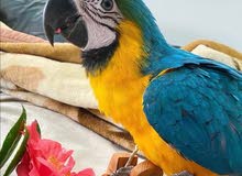 maccaw blue & gold maccaw blue & gold