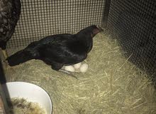 really good hen with eggs