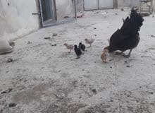قرقة و 6 صيصان قرقة و 6 صيصان