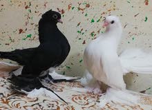 متاح زوج كرنكو متاح زوج كرنكو