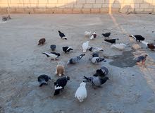 حمام للبيع