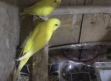 السلام عليكم اقره الوصف السلام عليكم اقره الوصف