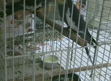 cockatiel pair cockatiel pair