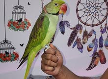 Alexandria Parrot for a sale
