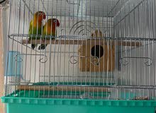 للبيع طيور للبيع طيور