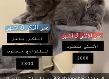 قطط برتش لونق هير قابل للتفاوظ قطط برتش لونق هير قابل للتفاوظ