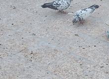 زوج تور زوج تور