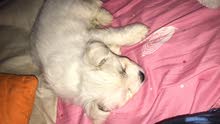 Mixed Breed for sale Mixed Breed for sale