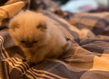 Scottish Fold Himalayan Kitten Scottish Fold Himalayan Kitten