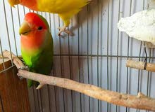 Family of love birds (Rose) produced Family of love birds (Rose) produced
