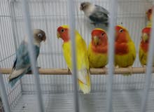 زوج غندورة مال محمية زوج غندورة مال محمية