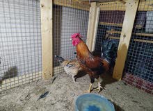 دجاج عرب دجاج عرب