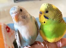hand tamed budgies for sale hand tamed budgies for sale