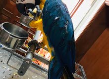 Blue & Gold Macaw For Sale Blue & Gold Macaw For Sale