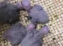 فروخ الكاسكو فروخ الكاسكو