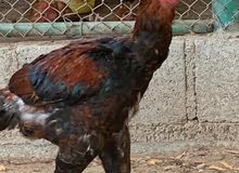 كيوكه باكستانيه كيوكه باكستانيه