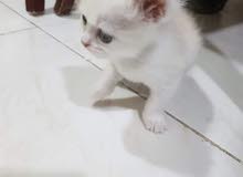 قطه انثى عمرها شهر قطه انثى عمرها شهر