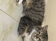 قطه للبيع cat for sale مع اغراضها قطه للبيع cat for sale مع اغراضها