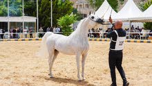 خيول عربية أصيلة مستورده و انتاج محلي للبيع في اسعار مميزة