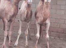 قعدان سودانية قعدان سودانية