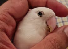 lovebird for sale lovebird for sale