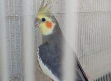 cockatiel pair for sale cockatiel pair for sale