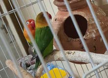 love birds love birds
