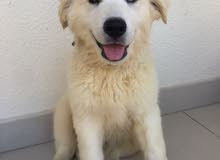 Husky retriever mix Husky retriever mix