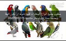 مطلوب جميع انواع الببغاوات الاليفة مطلوب جميع انواع الببغاوات الاليفة