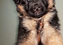 German Shepard Showline Long hair Male Puppy German Shepard Showline Long hair Male Puppy