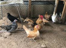 cirama breed chicken