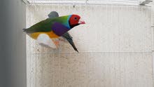 Gouldian finch breeder pair with cage and accessories Gouldian finch breeder pair with cage and accessories