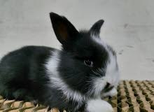 ارانب هولندى rabbit Holland