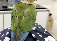 طير كنيور ربوه طير كنيور ربوه