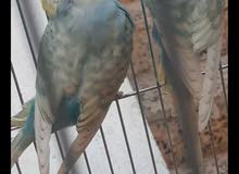 كوبية بقلينو كوبية بقلينو