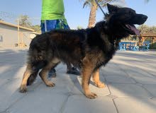 german shepard sable / with pedigree for mating only german shepard sable / with pedigree for mating only