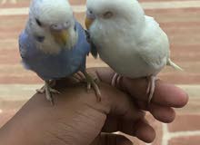 طير بدجي ذكر ثنيني budgie طير بدجي ذكر ثنيني budgie