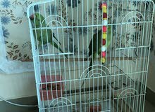 big cage for sale