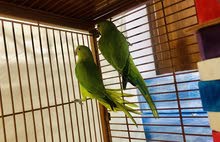 Two Indian Ringneck Parrot 7 month old for AED 400 Two Indian Ringneck Parrot 7 month old for AED 400