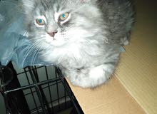 cats for sale قطط للبيع cats for sale قطط للبيع