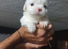 bichon loulo puppies bichon loulo puppies